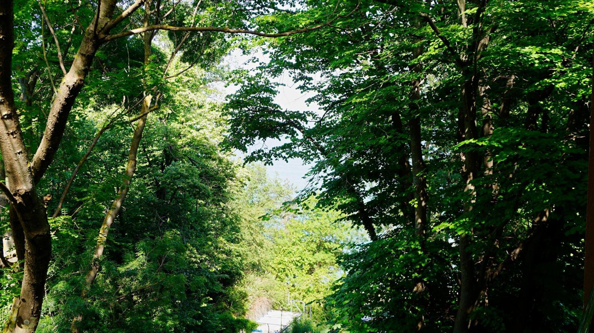клиф форест - Byala Cliff Forest *